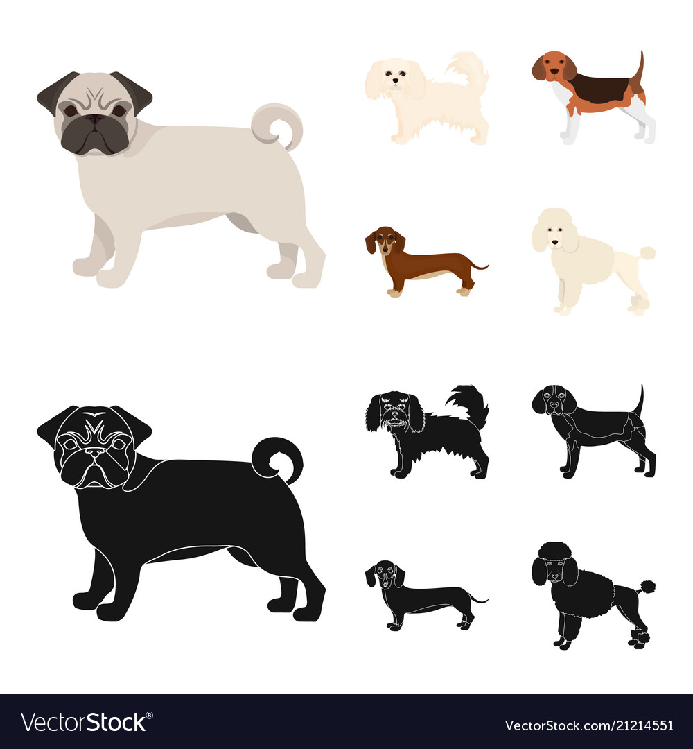 Dog breeds cartoonblack icons in set collection Vector Image