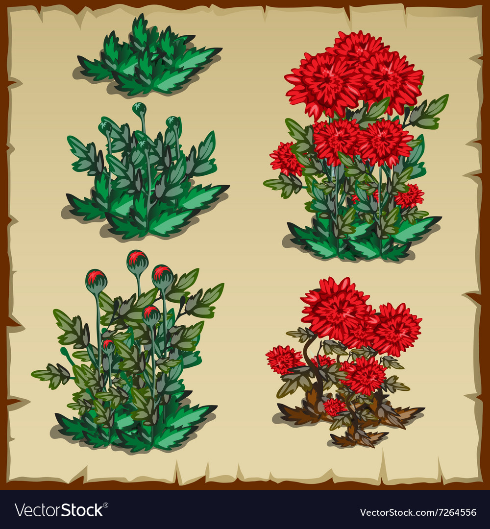 Stages of growth carnation planting and withering Vector Image