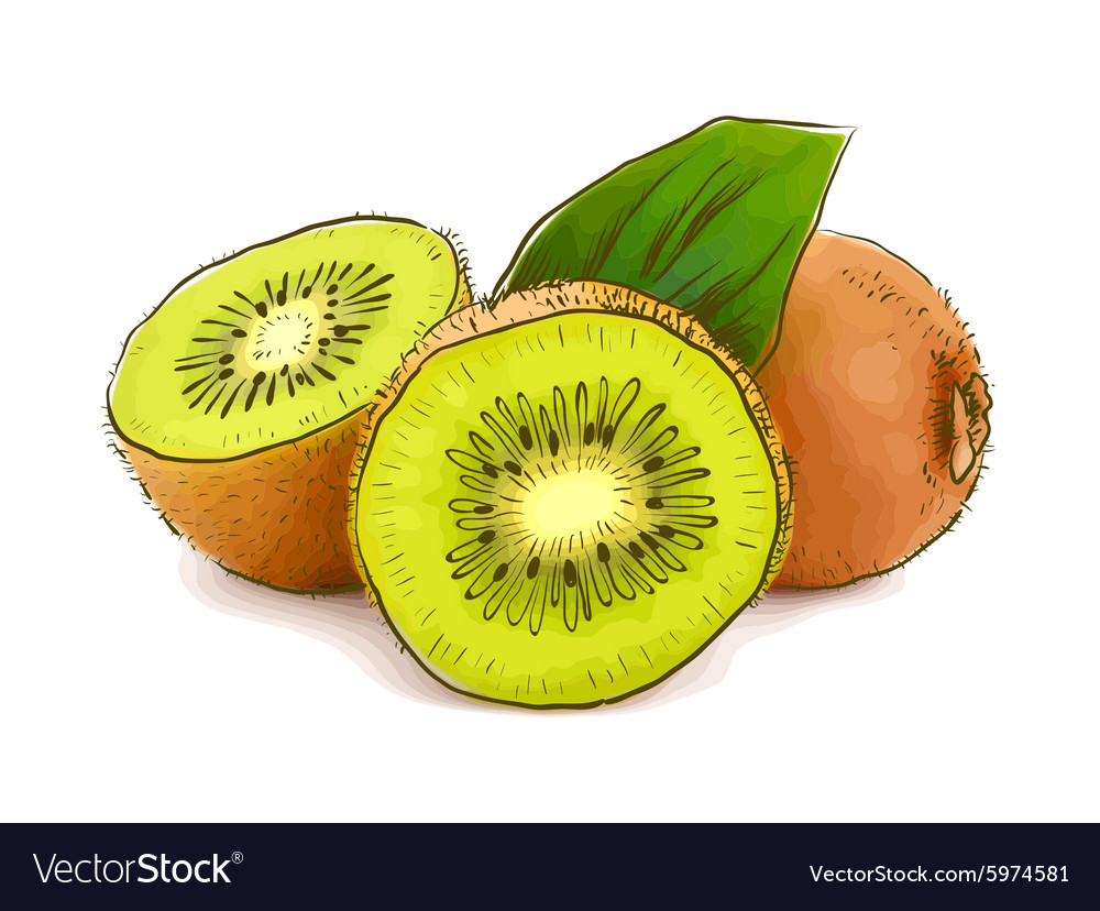 Kiwi. Vector illustration of kiwi fruit , #Sponsored, #Vector, #Kiwi,  #illustration, #fruit, #kiwi #ad