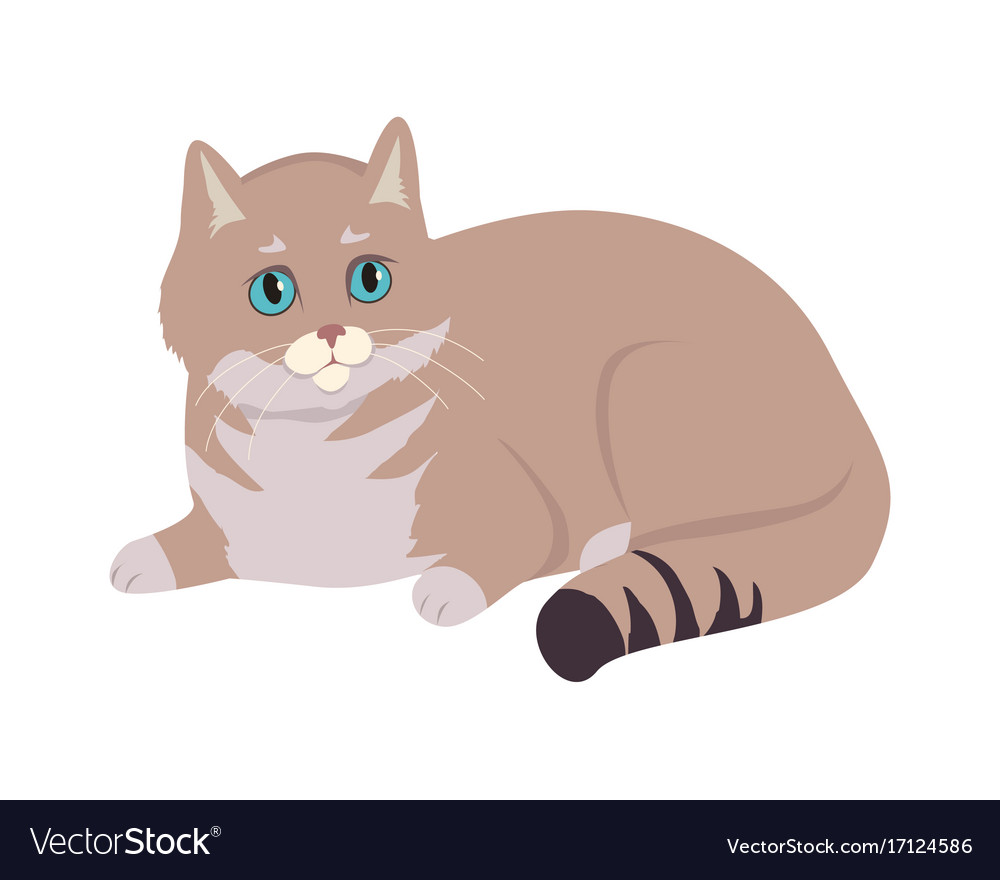 European Shorthair Cat Flat Royalty Free Vector Image
