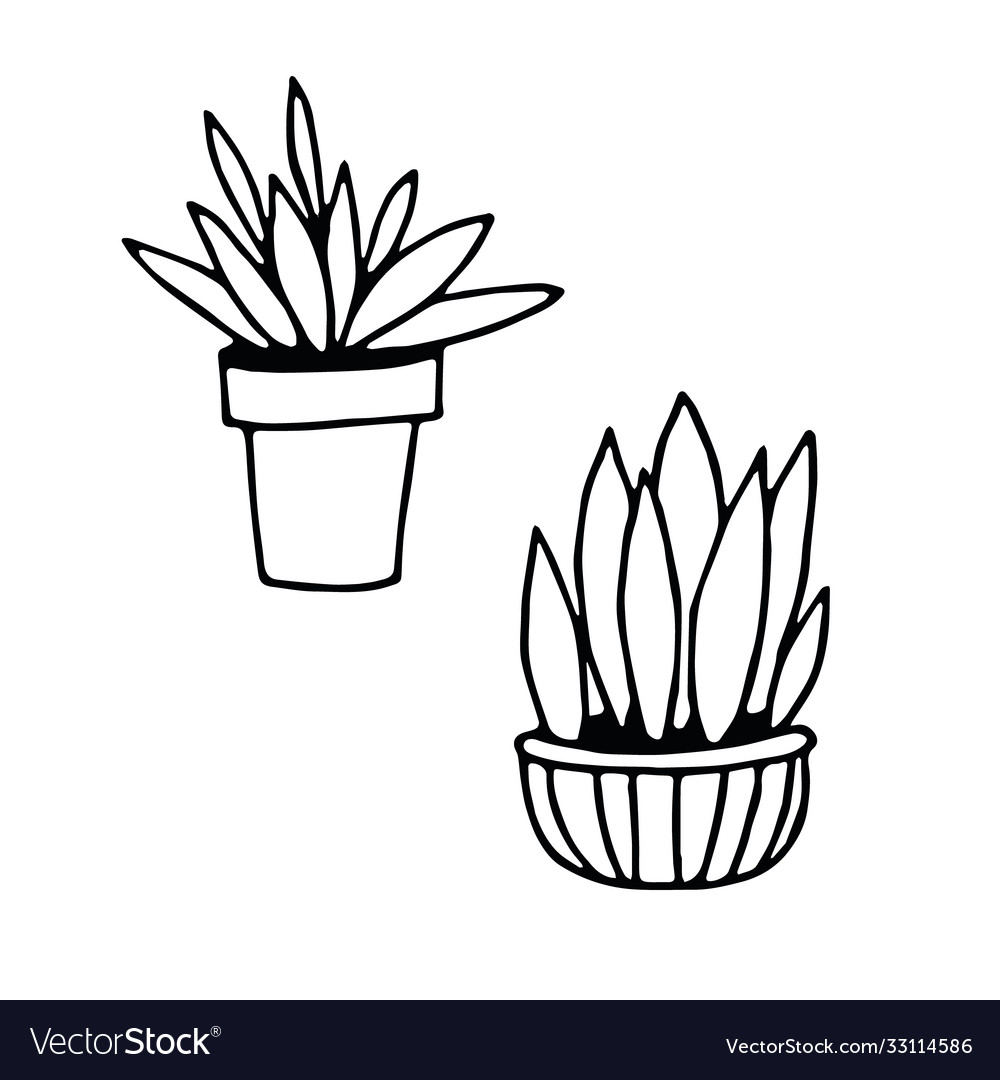 Potted houseplants set hand drawn in doodle style