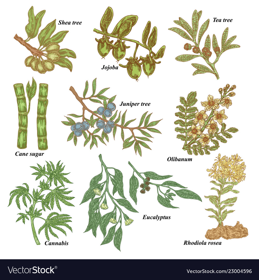 Medical and cosmetics plants hand drawn shea