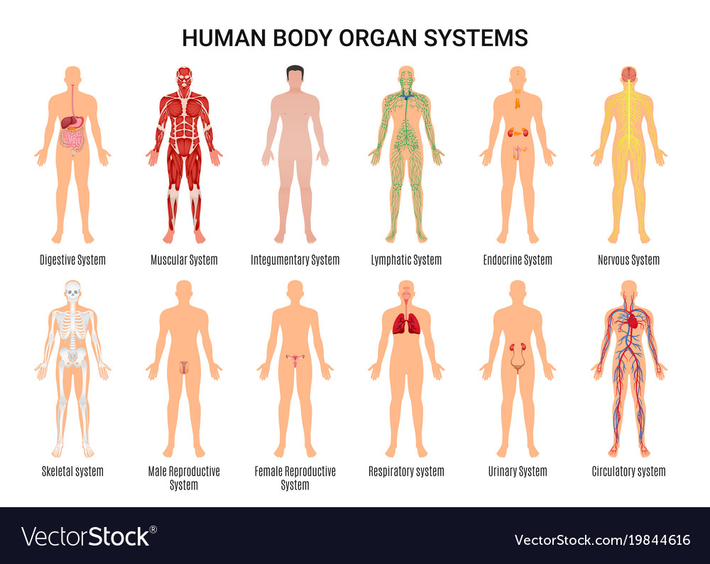 Human body organ systems poster Royalty Free Vector Image