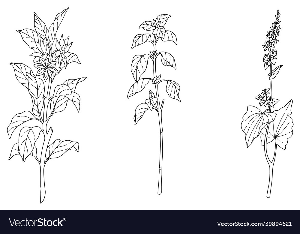 Black and white hand drawn of flowers plants