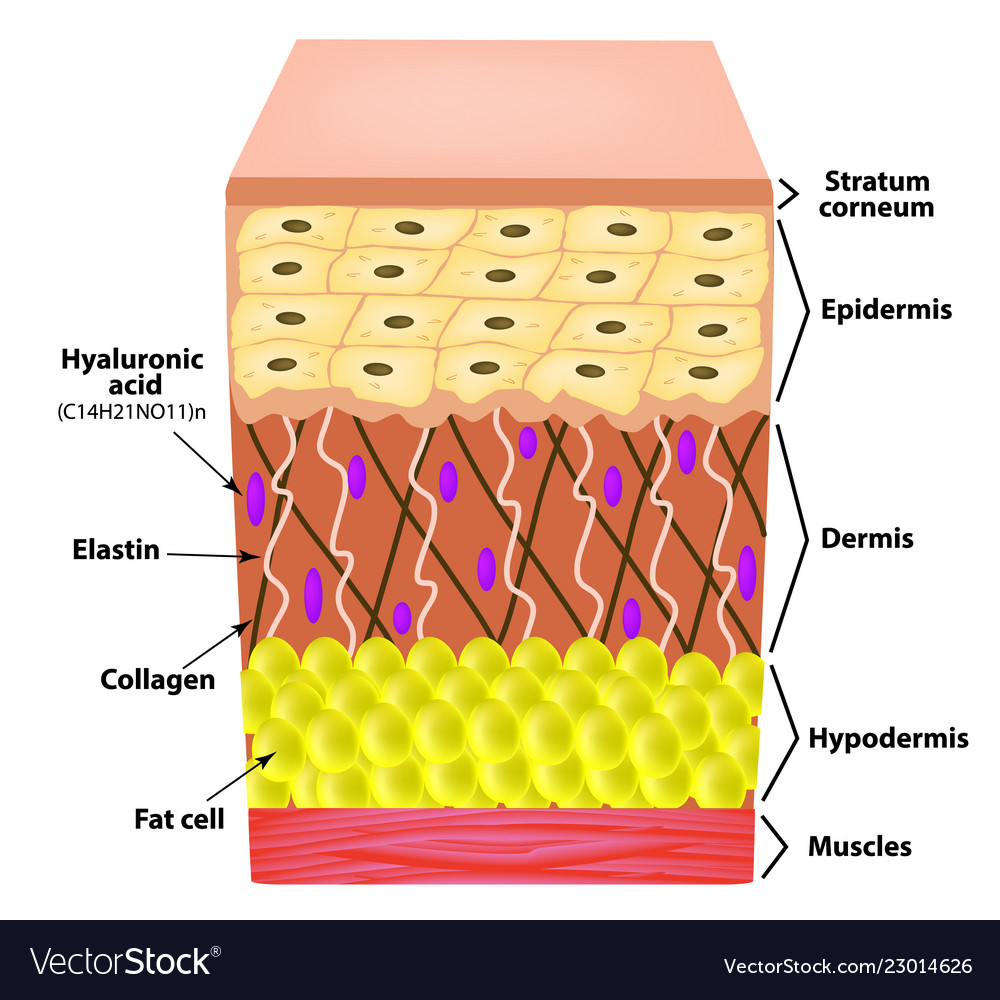 Image result for elastin