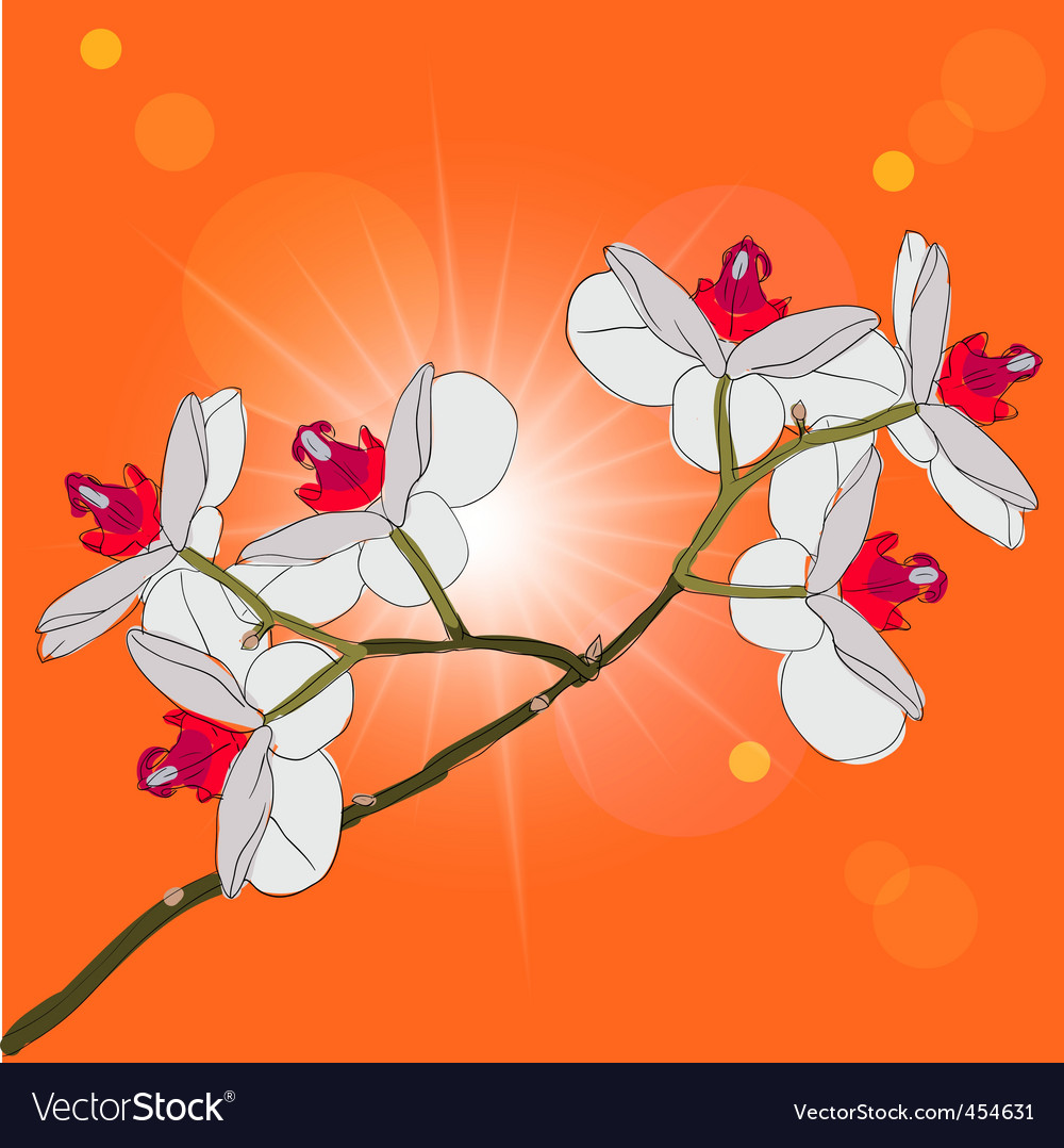 Orchids Royalty Free Vector Image Vectorstock Orchids Royalty Free Vector Image Vectorstock