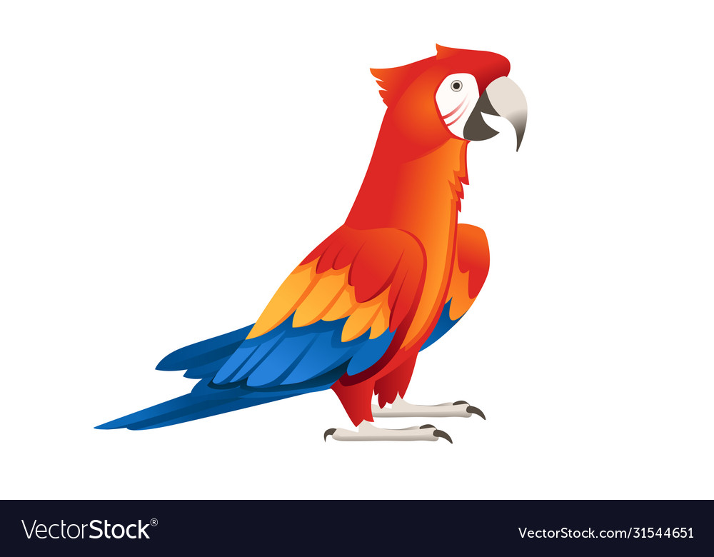 Adult parrot red-and-green macaw ara standing Vector Image