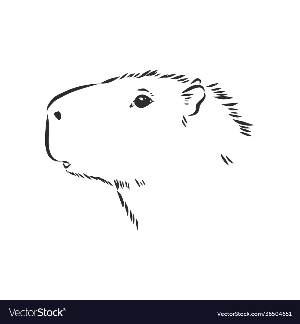 Capybara  Animal illustration art, Capybara, Animal illustration