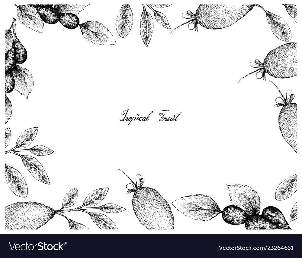 Hand drawn frame of jujube or lang fruits