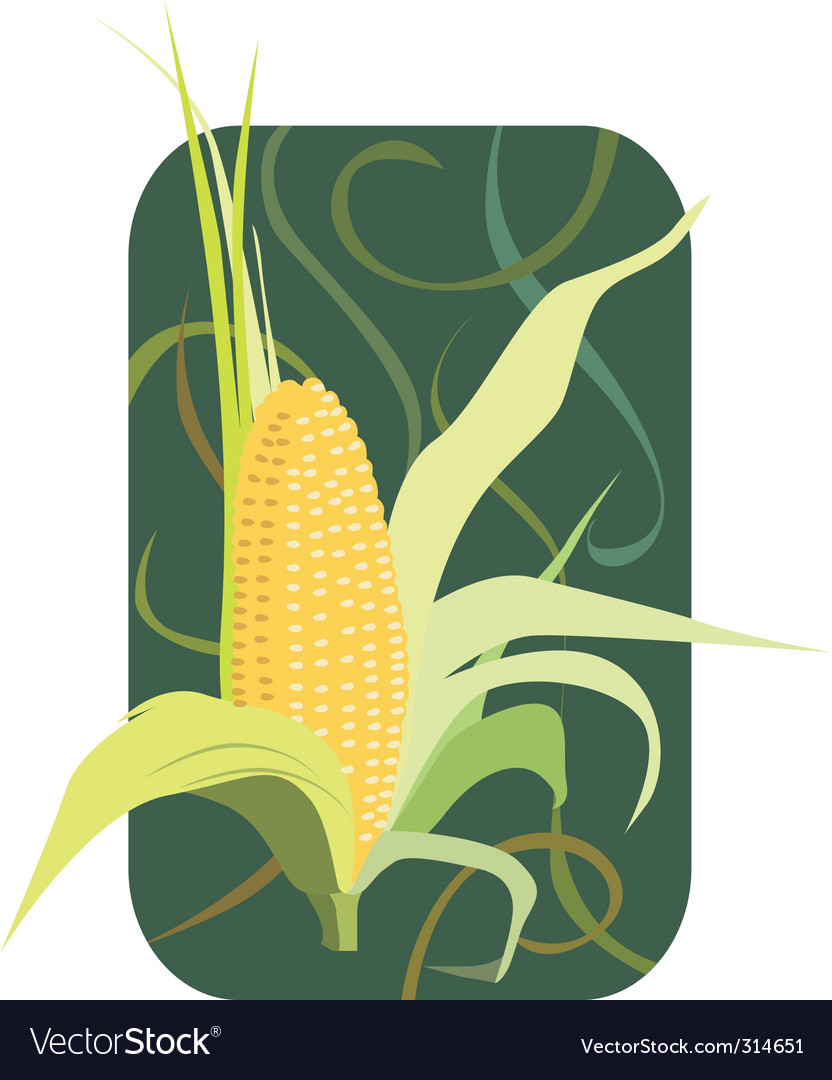 Maize