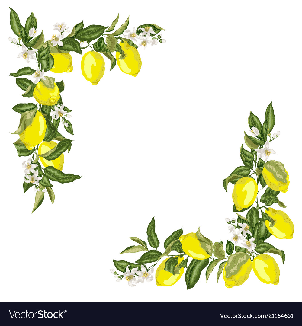 Set Of Corner Square Frame Template With Citrus Vector Image