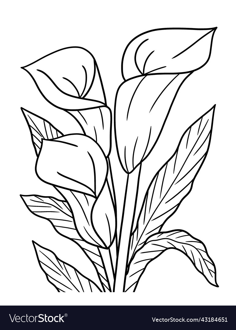 Premium Vector  Tucan and flower coloring page for adults