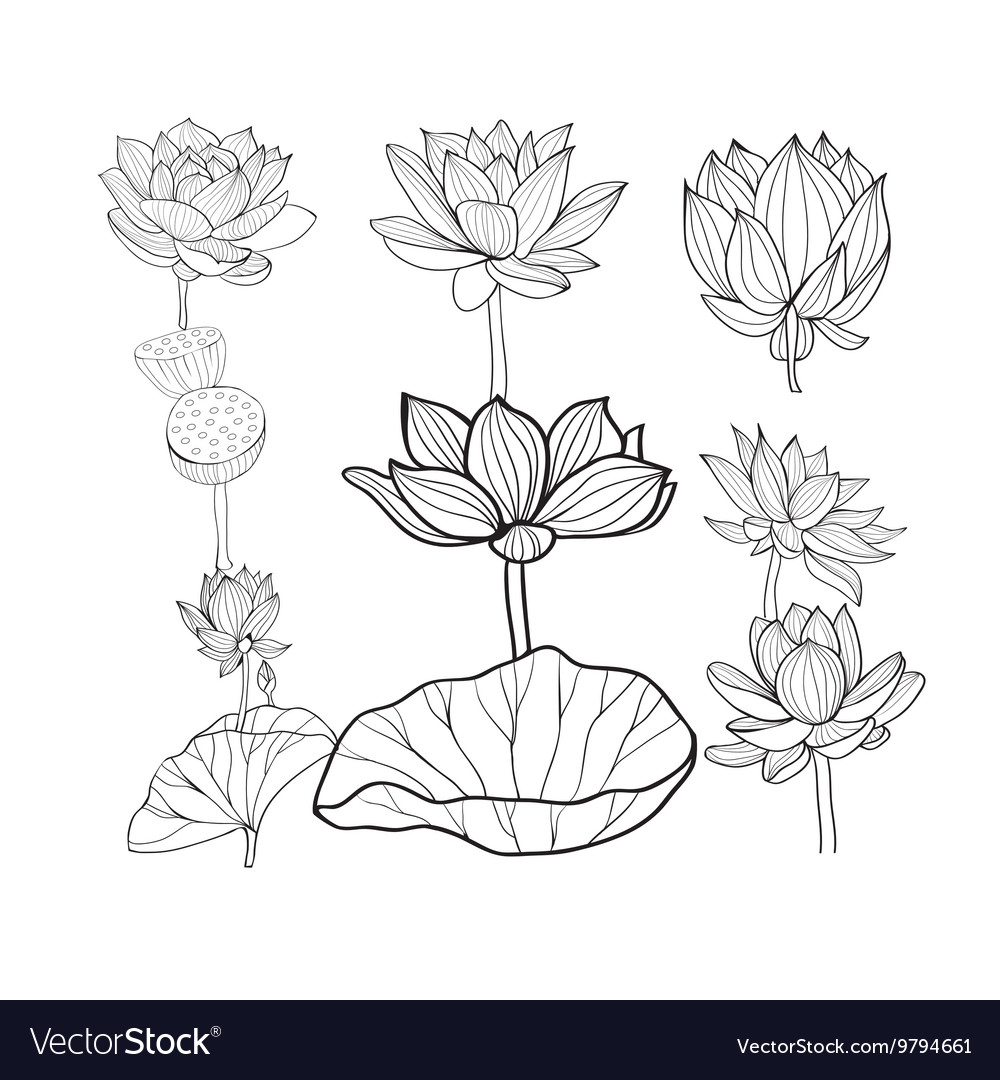 Lotuses Pattern. Flowers and Lotus Leaves in Pencil. Water Lily. Pencil  Drawing of Leaf Stems and Water Lily Buds Stock Illustration - Illustration  of blossom, lilly: 212462691