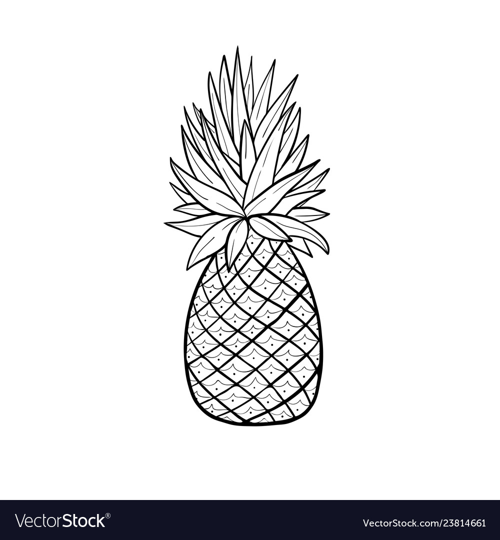 Pinaplle skizzieren tropische Frucht doodle isoliert vector image Pinaplle skizzieren tropische Frucht doodle isoliert