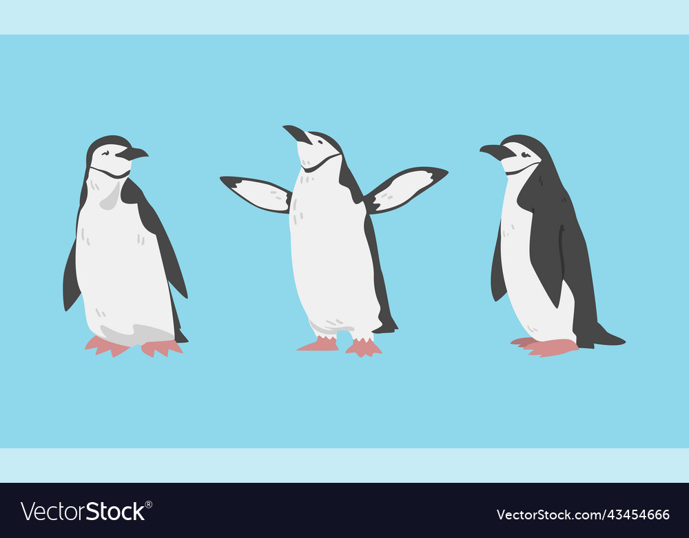 Chinstrap penguin as aquatic flightless bird