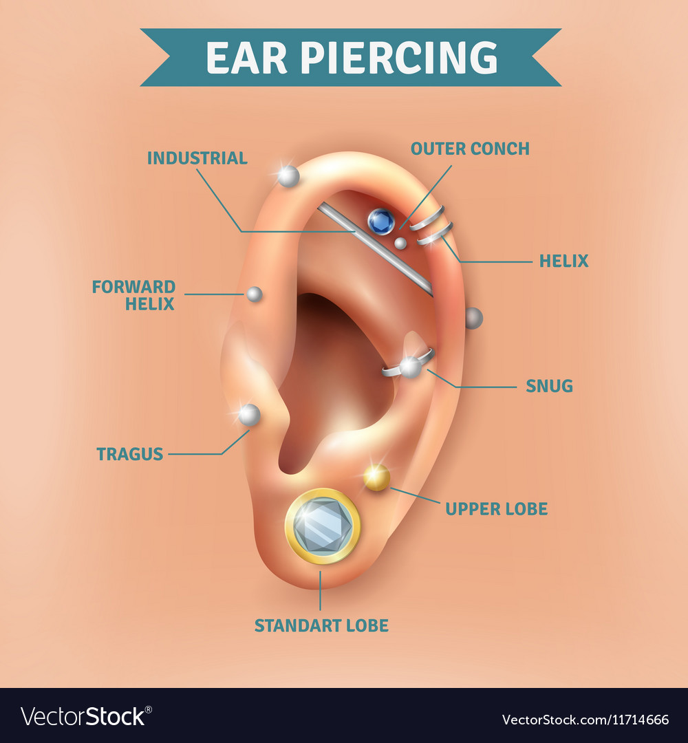 Ear Piercing Types Positions Background Poster