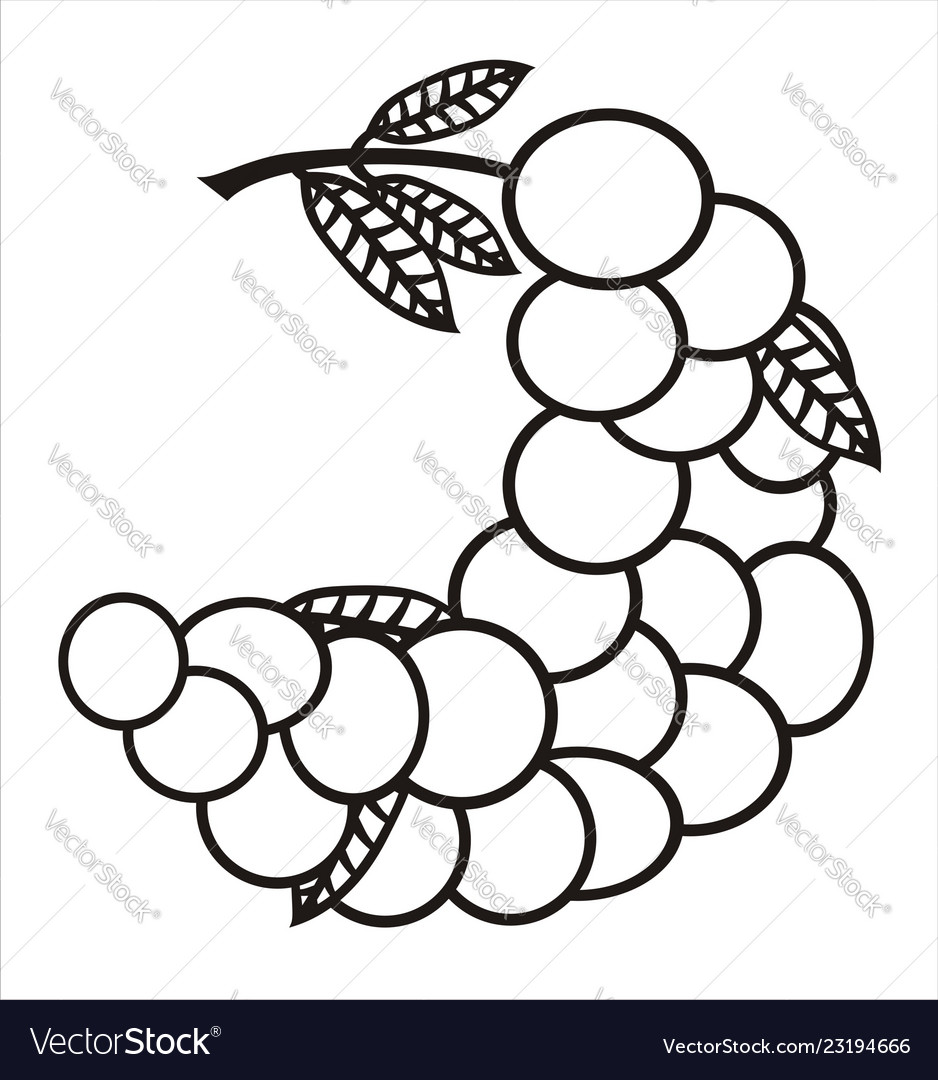 Longan fruit Royalty Free Vector Image - VectorStock