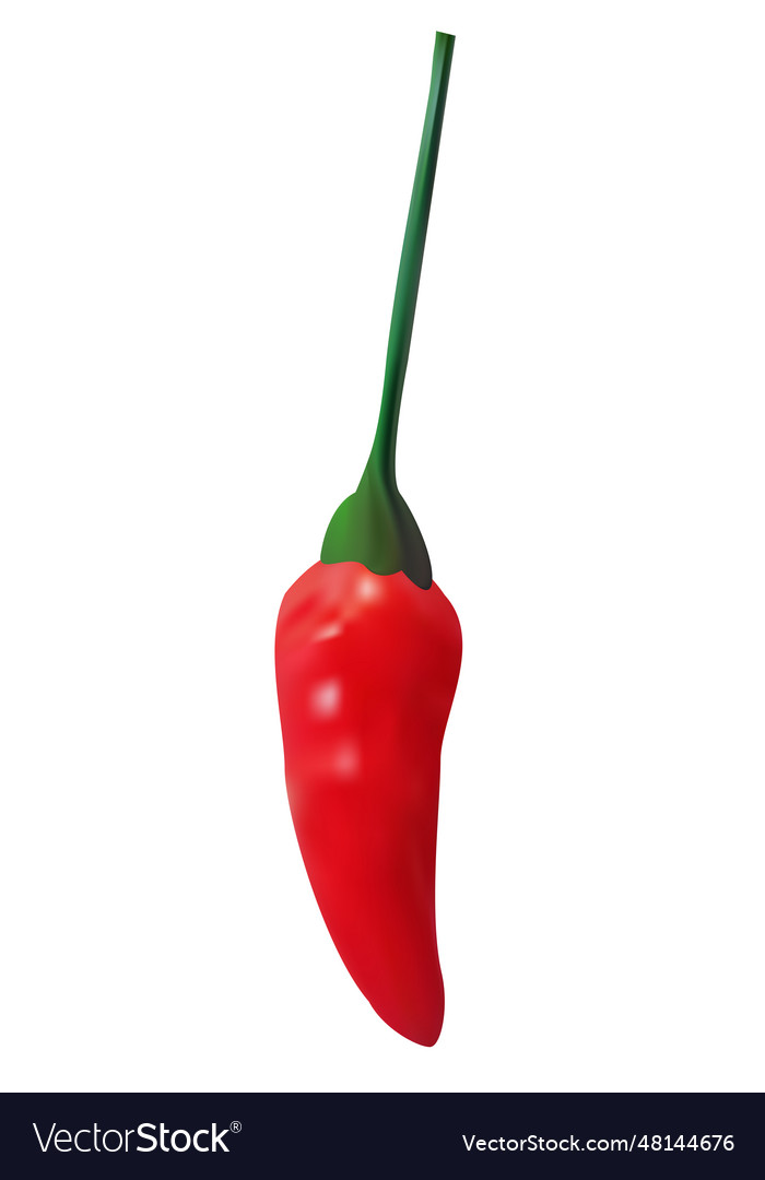 Red chilli Royalty Free Vector Image VectorStock