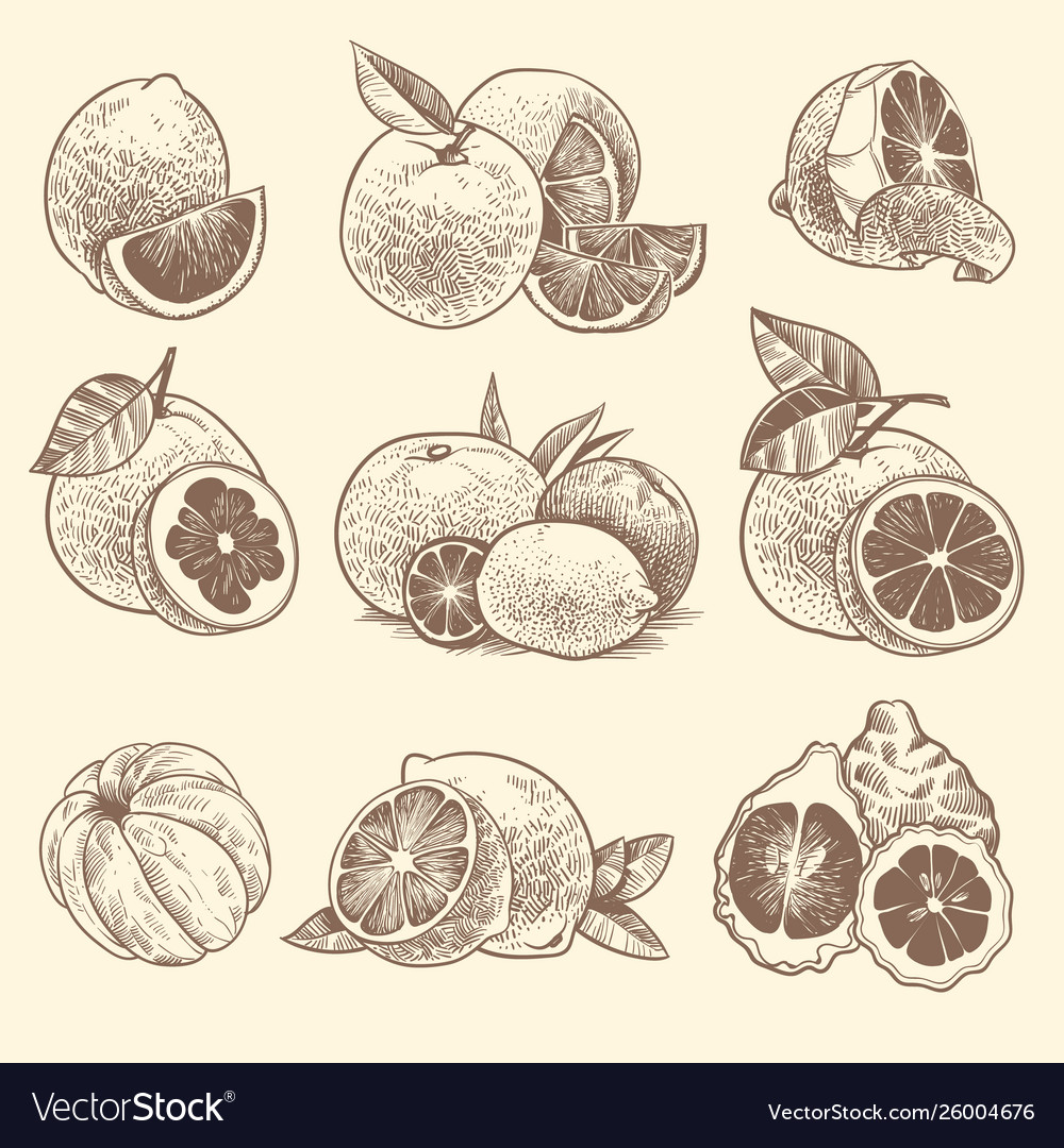 Sketch Citrus Oranges Lemons And Grapefruit Vector Image