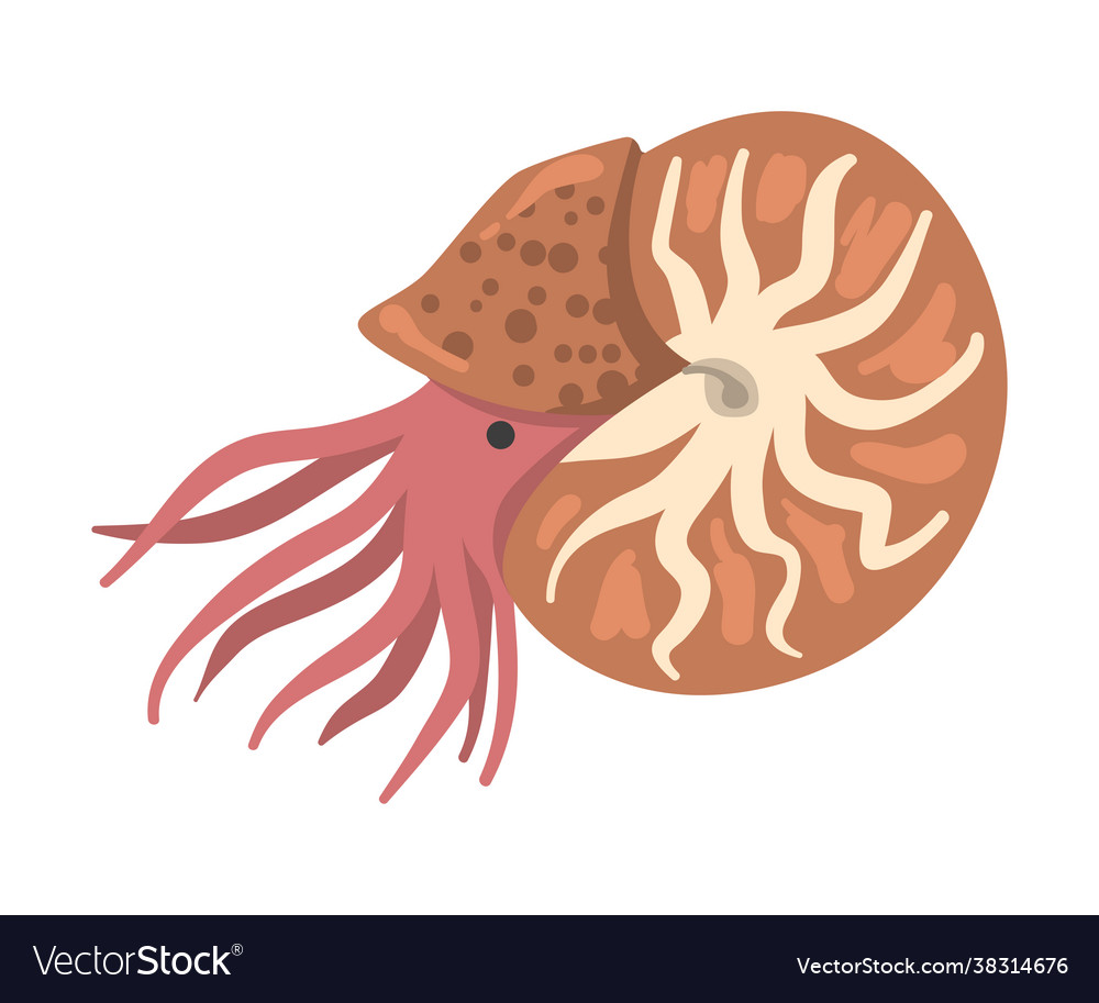 Snail mollusc underwater sea creature cartoon