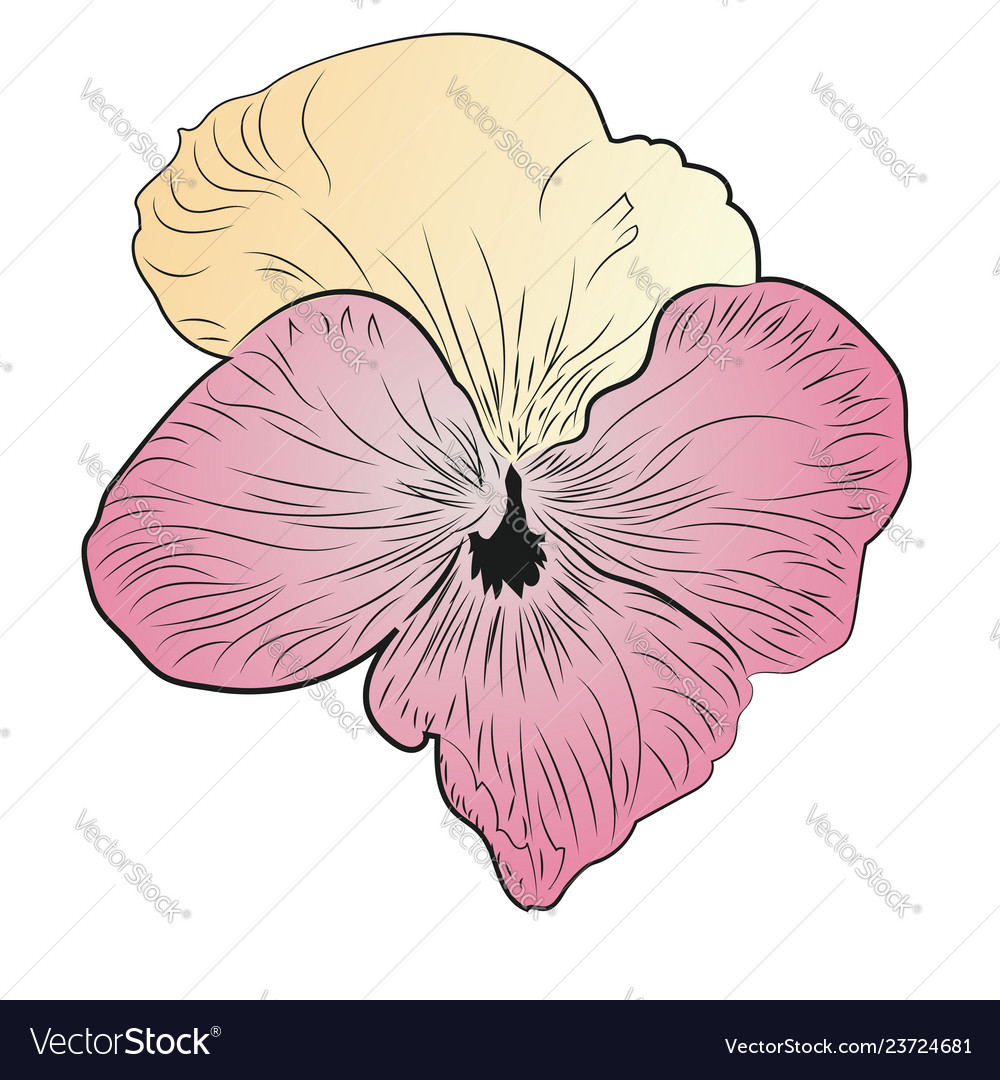 Petunia flower