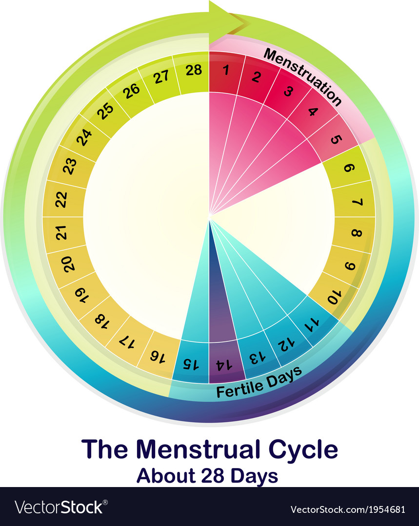 The Menstrual Cycle Royalty Free Vector Image - Vectorstock