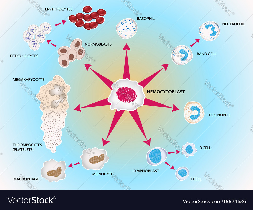 Blood system