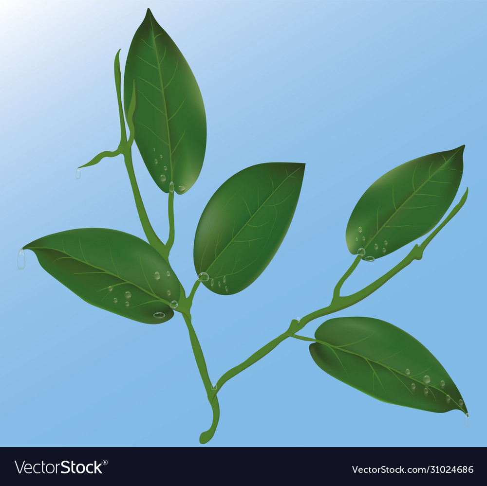 Green leaf with water drops