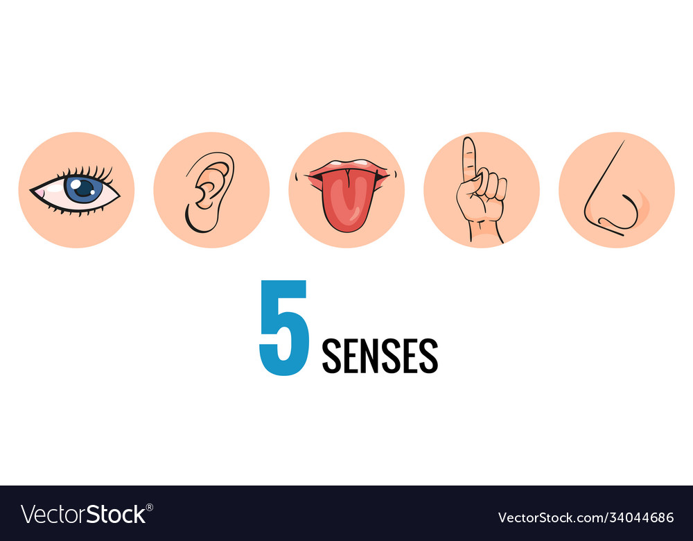 Sensory organs nose smell eyes vision ears Vector Image