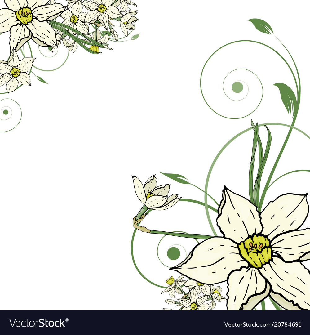 Hand Drawing Narcissus Flowers Background Vector Image