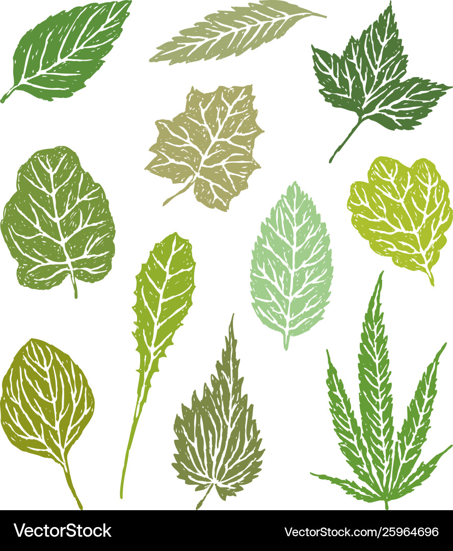 Various leaves Royalty Free Vector Image - VectorStock