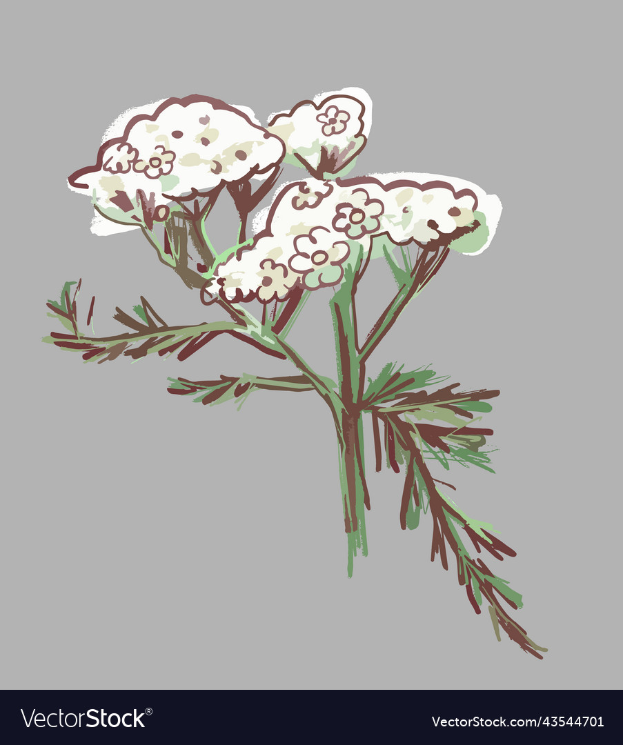 Yarrow on a white background