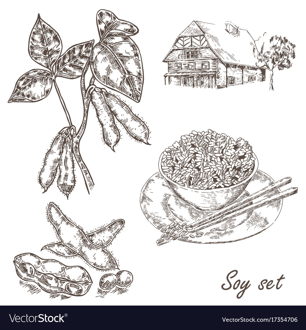 Soy twig and soybean set in sketch