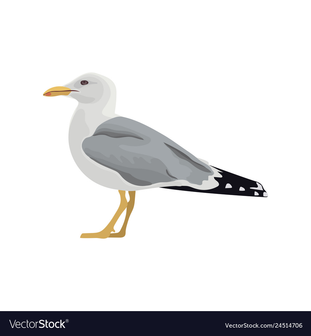 The common seagull mew gull european herring gull Vector Image