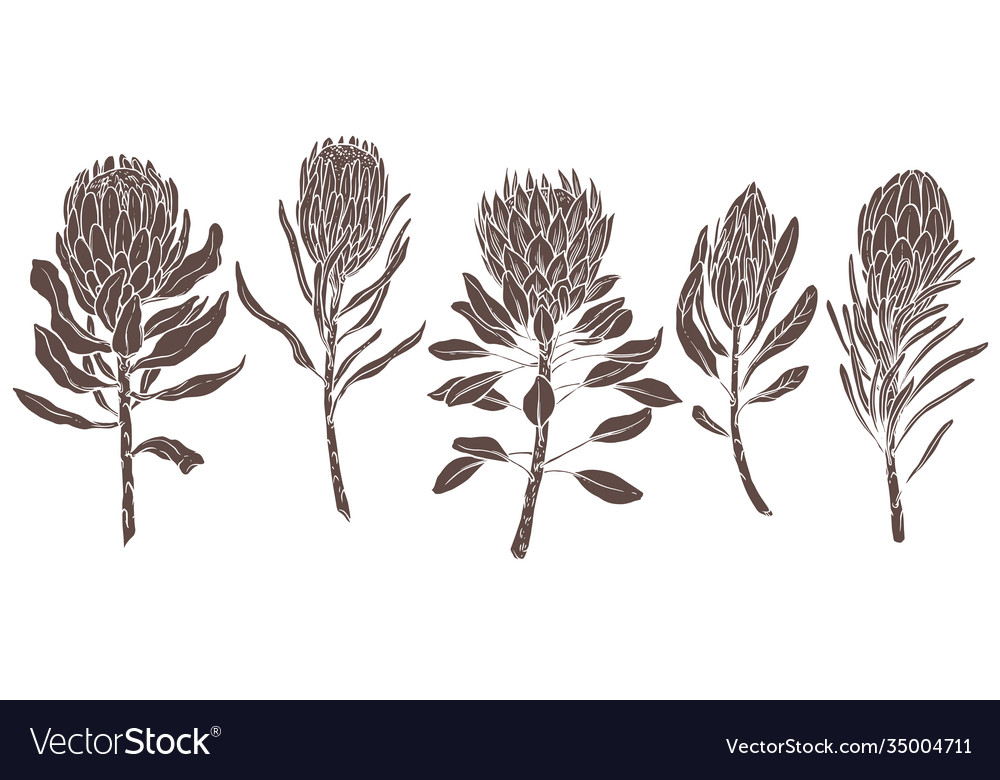 Silhouettes king and queen protea Royalty Free Vector Image