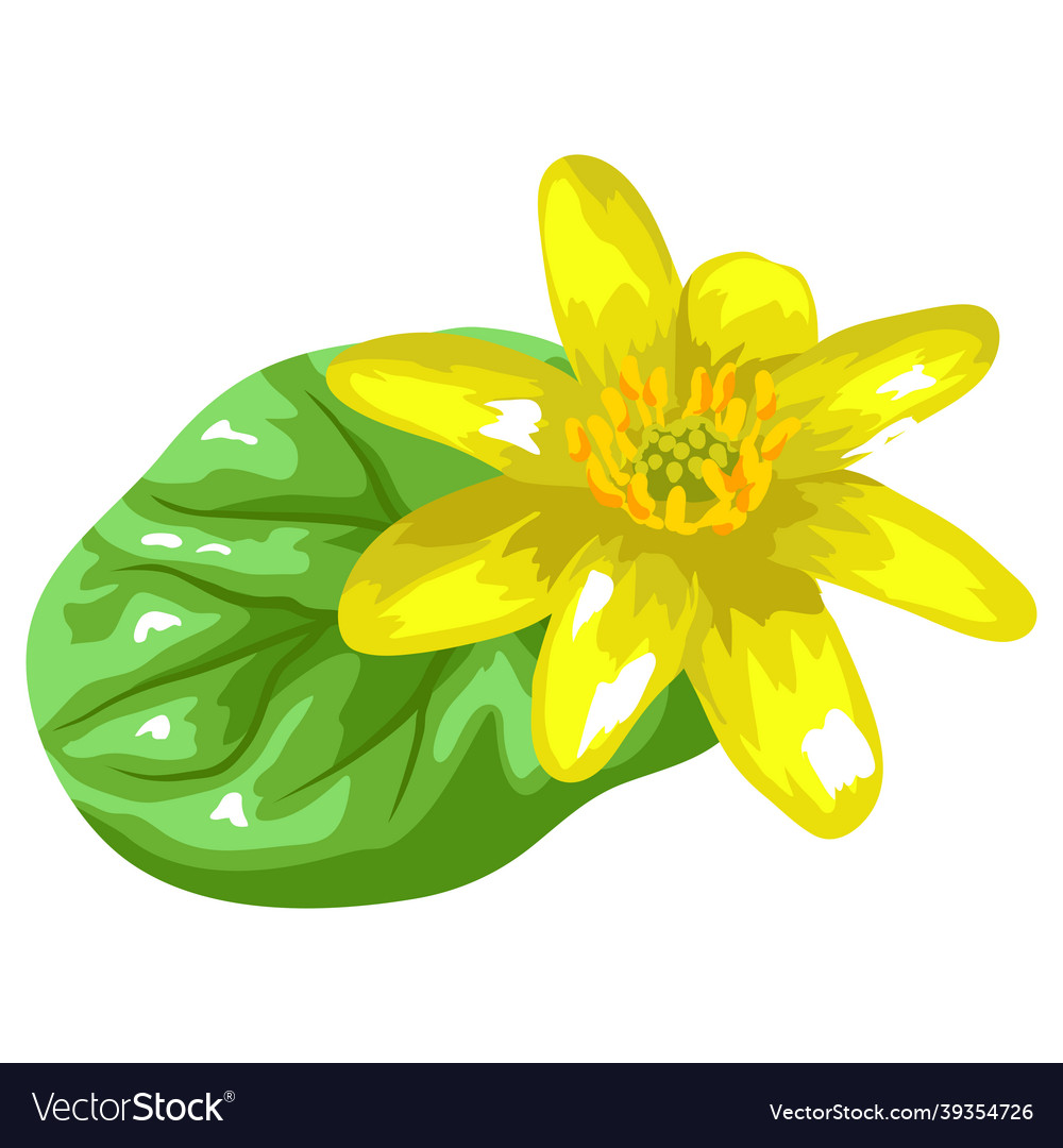 Stylized yellow buttercup Royalty Free Vector Image