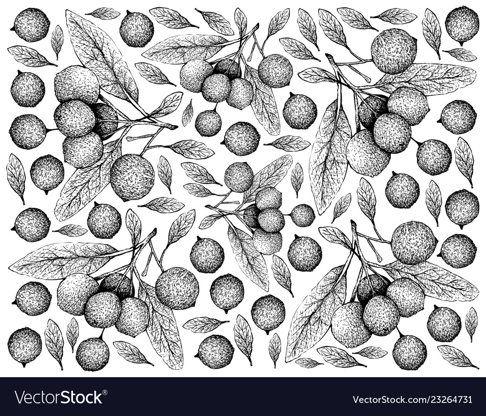 Hand drawn wallpaper of hanza fruits on white back