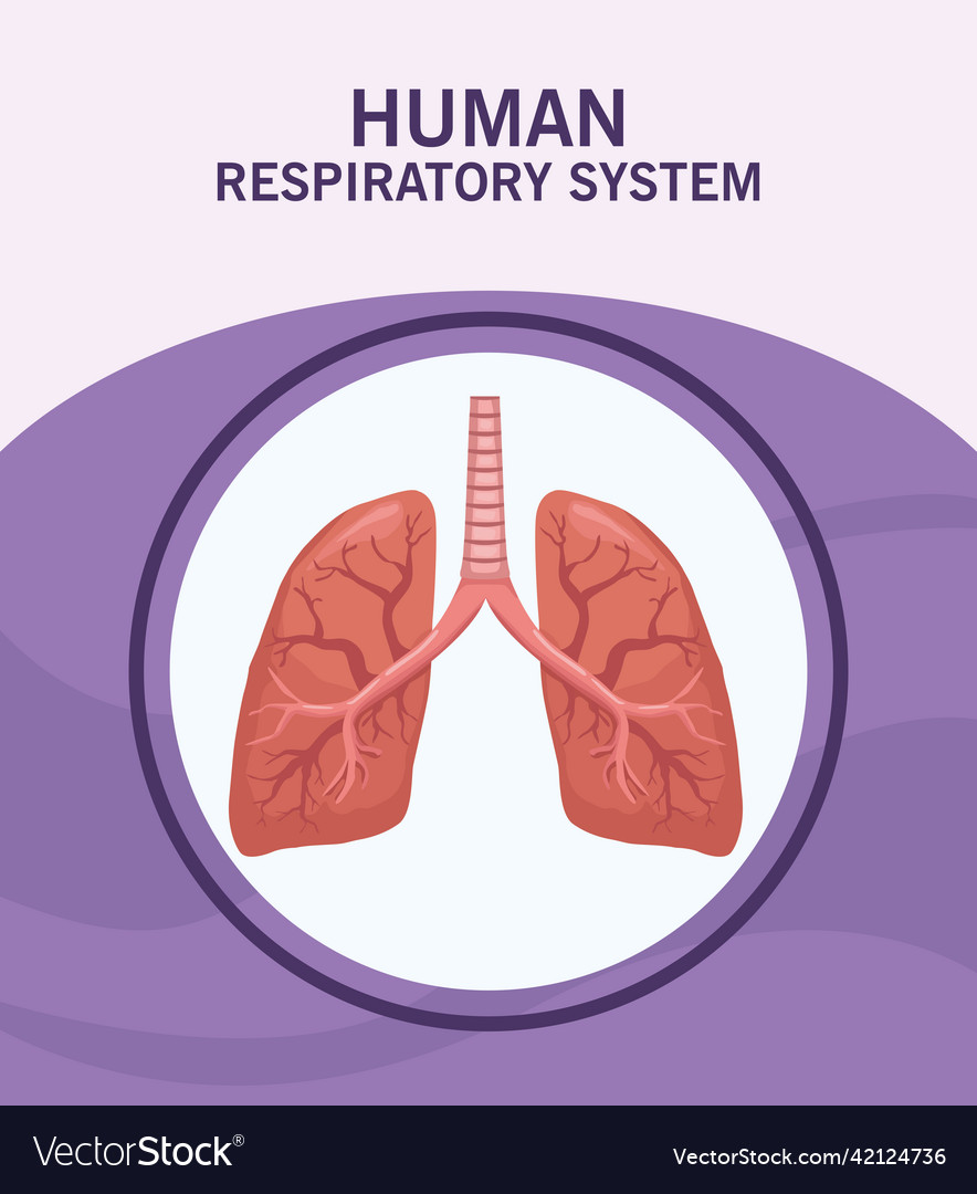 Human respiratory system Royalty Free Vector Image