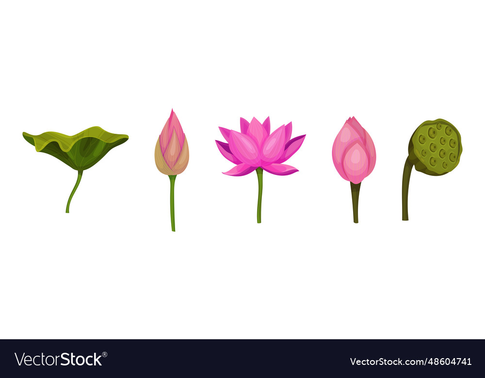 Lotus aquatic plant with large showy flower vector image Lotus aquatic plant with large showy flower