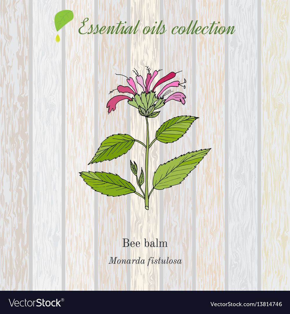Pure essential oil collection bee balm wooden Vector Image
