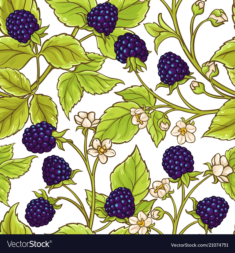 Blackberry pattern Royalty Free Vector Image VectorStock