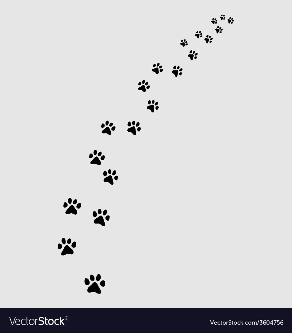 Footprints of cat Royalty Free Vector Image VectorStock