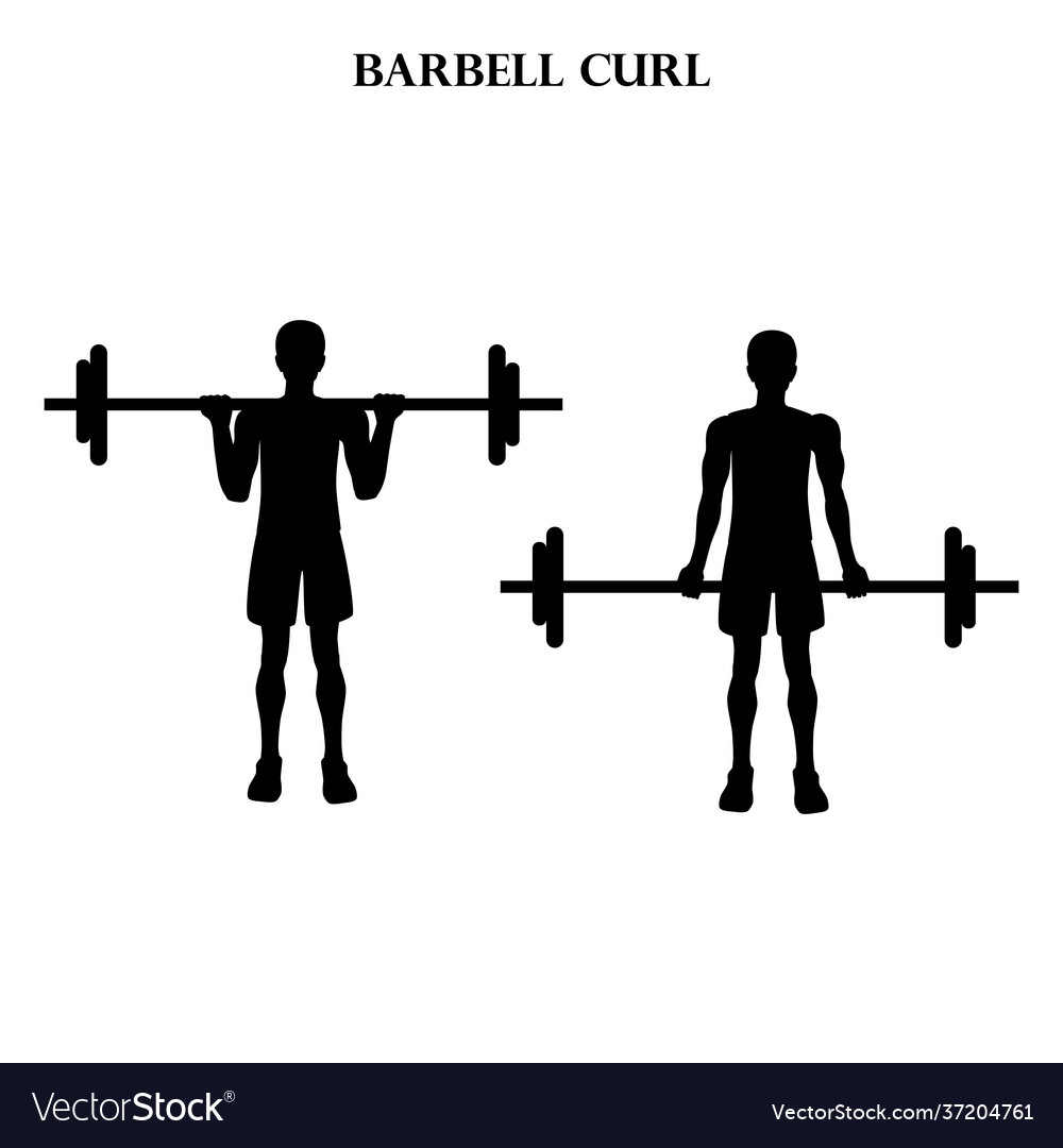 Barbell curl workout exercise Royalty Free Vector Image