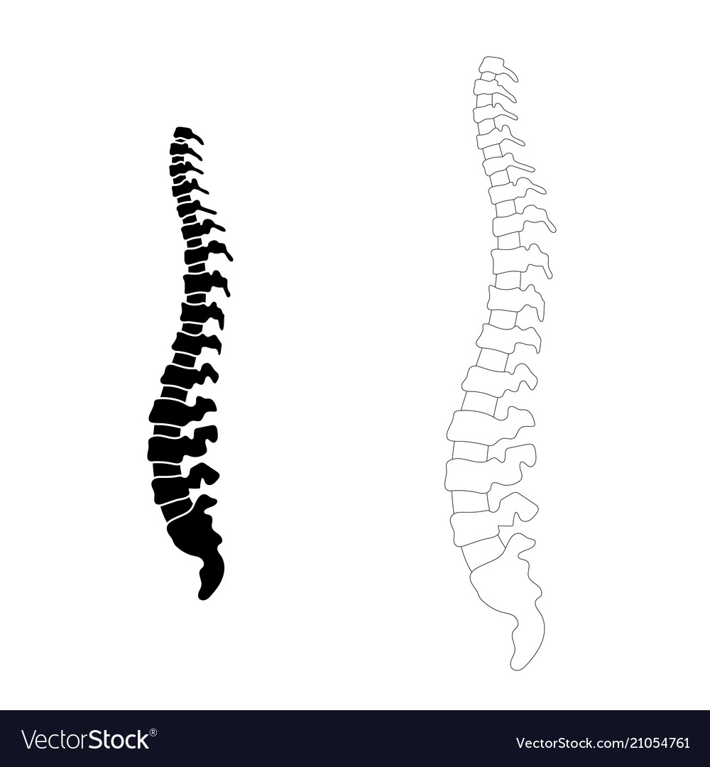 Human spine