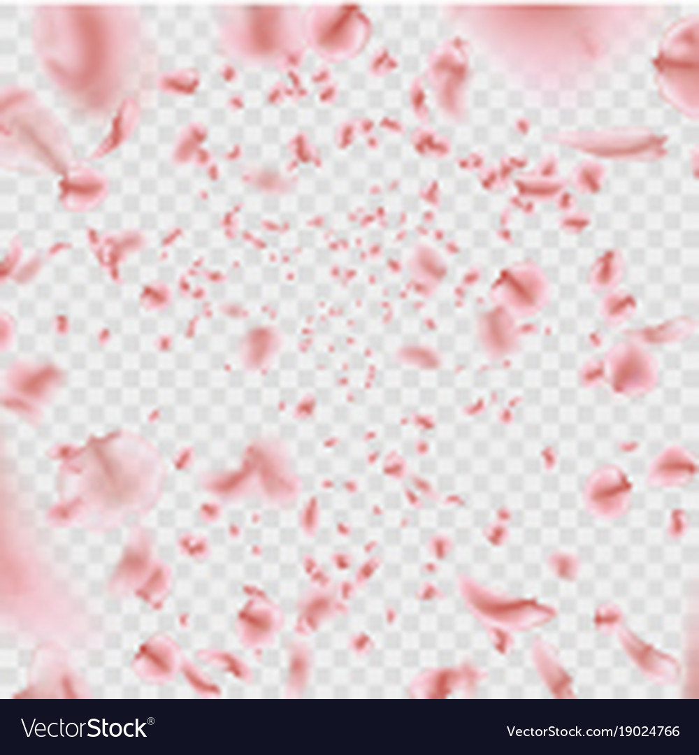 Fly pink sakura petals effect isolated