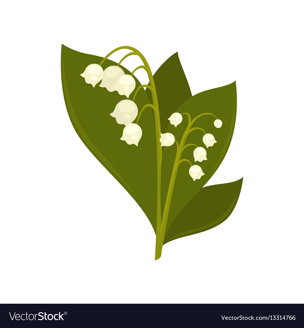 Twigs of close up lily the valley isolated Vector Image