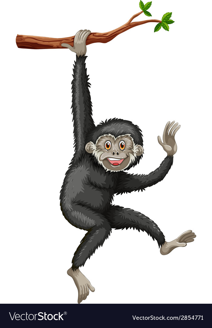 Gibbon Royalty Free Vector Image - VectorStock