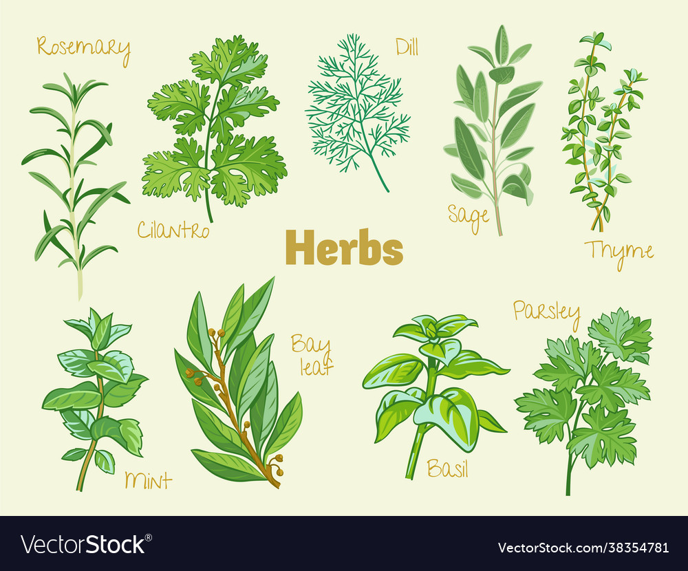 Culinary herbs Royalty Free Vector Image - VectorStock