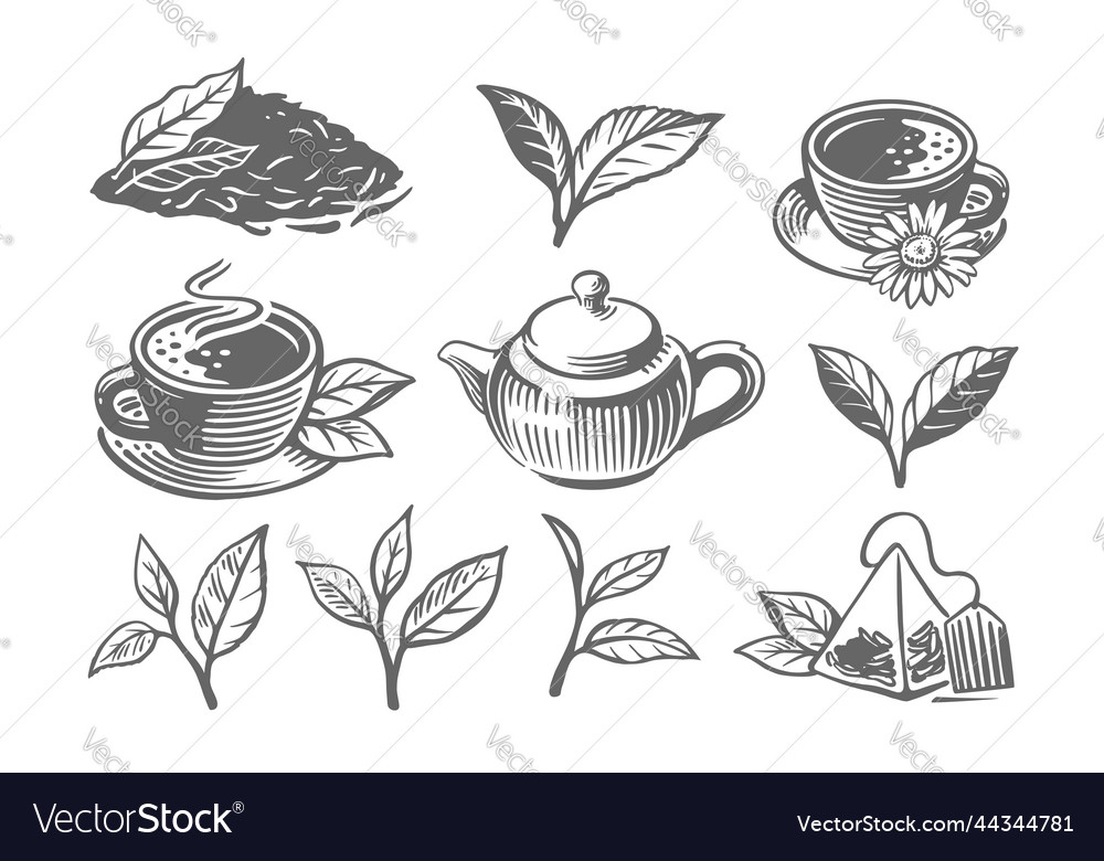 Green tea sketch leaves drawing Royalty Free Vector Image