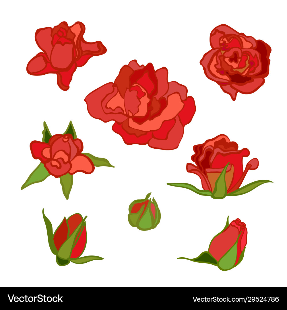 Set With Red Rose Royalty Free Vector Image Vectorstock
